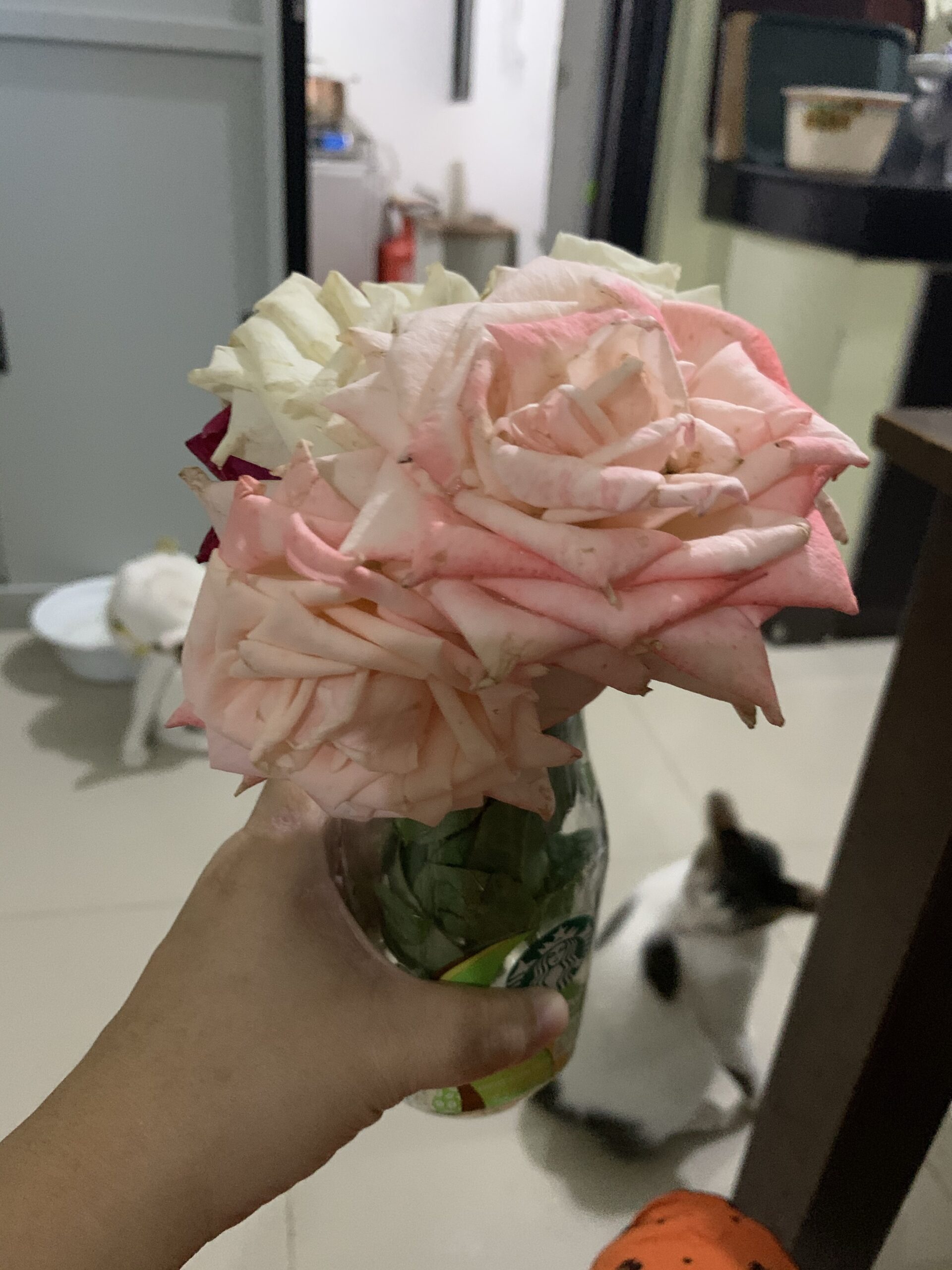 Roses from my Garden
