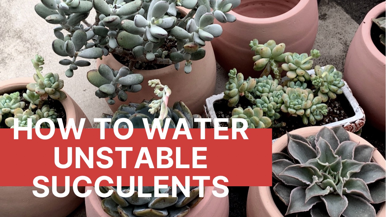 How to Water Unstable Succulents